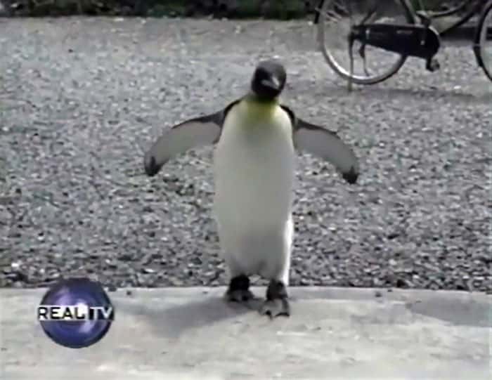 Lala The King Penguin