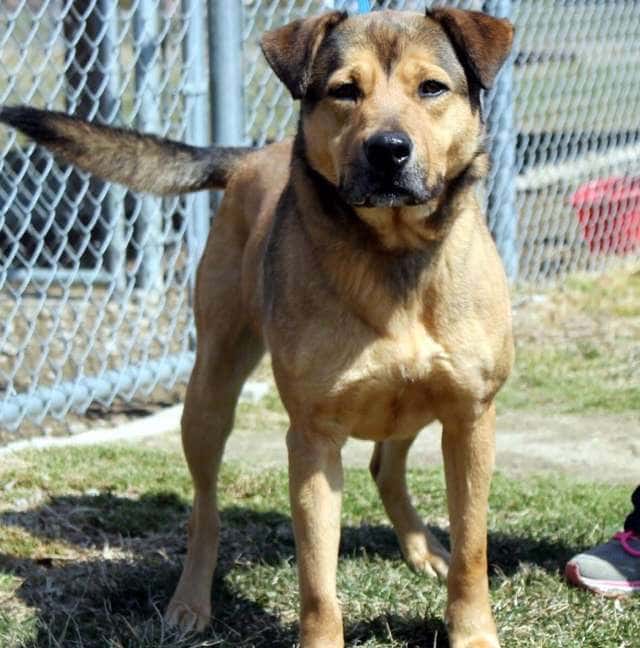 Humane Society of Preble County
