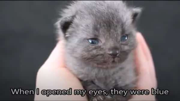 Facebook - BRUCE THE CAT