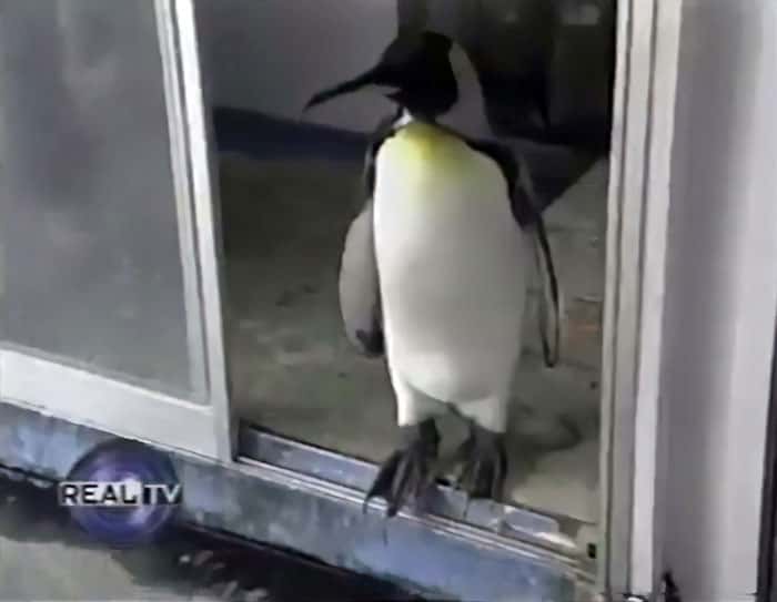 Penguin - Lala Heading Out