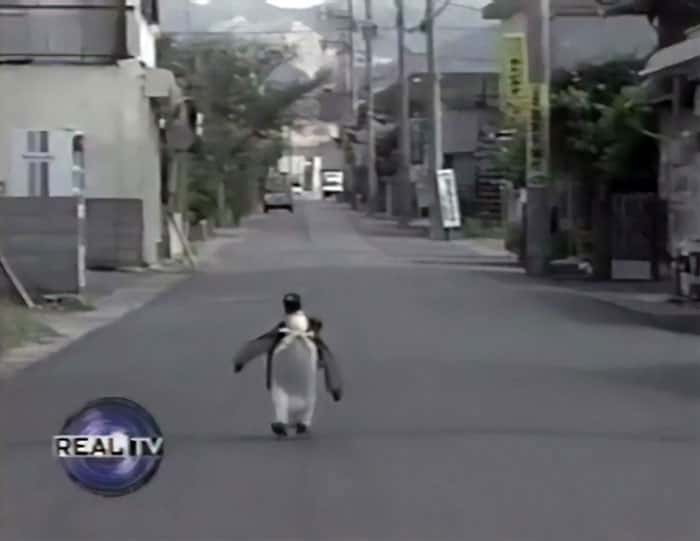 Lala King Penguin Walking To The Fish Market