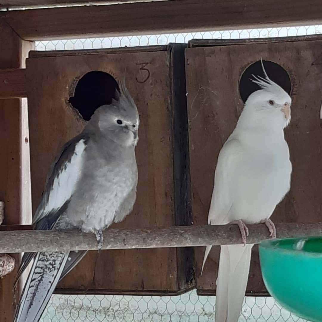 white faced cockatiel female