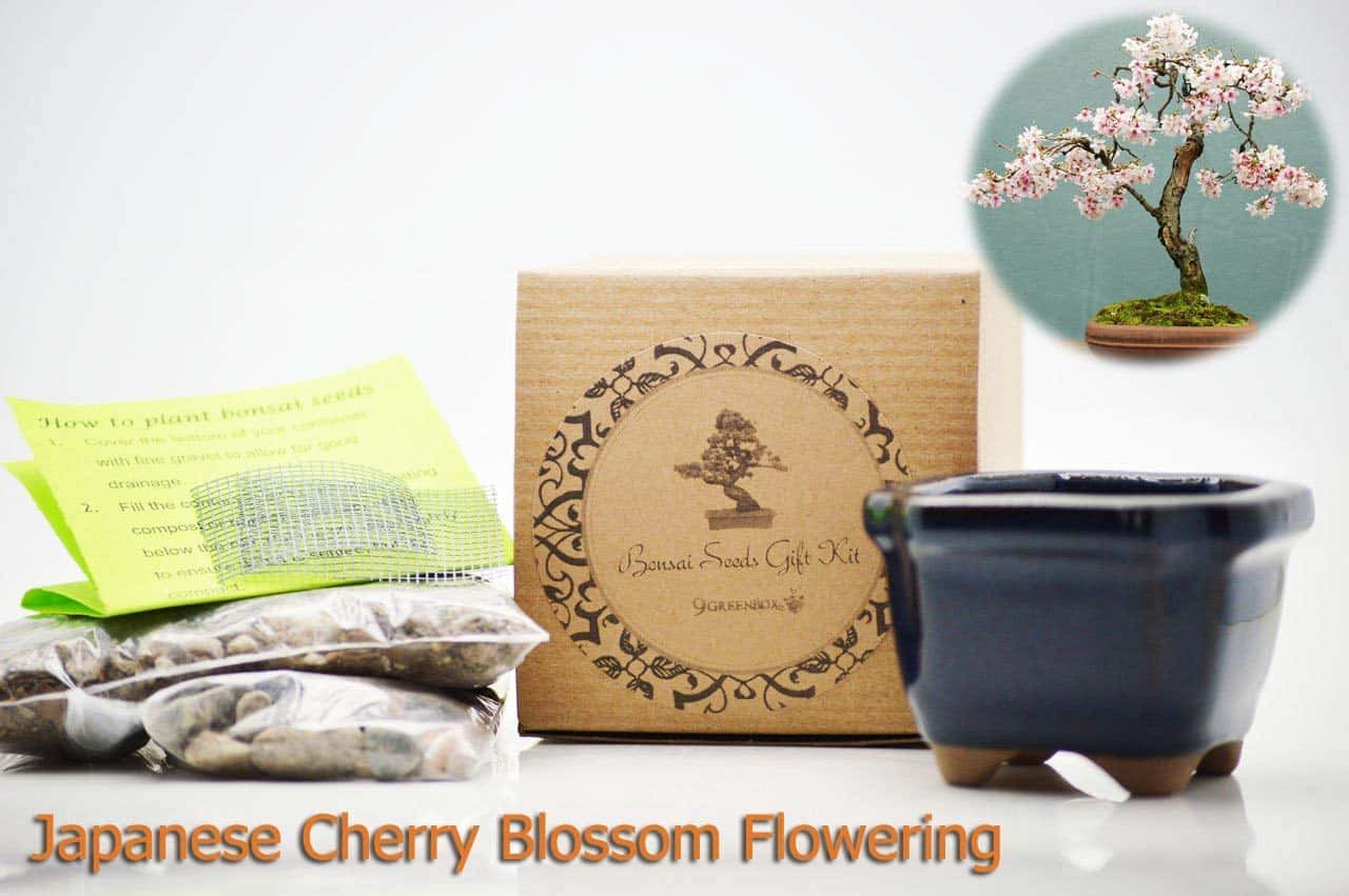 You Can Now Grow Your Own Cherry Blossom Bonsai Tree With This Cherry Blossom Bonsai Tree