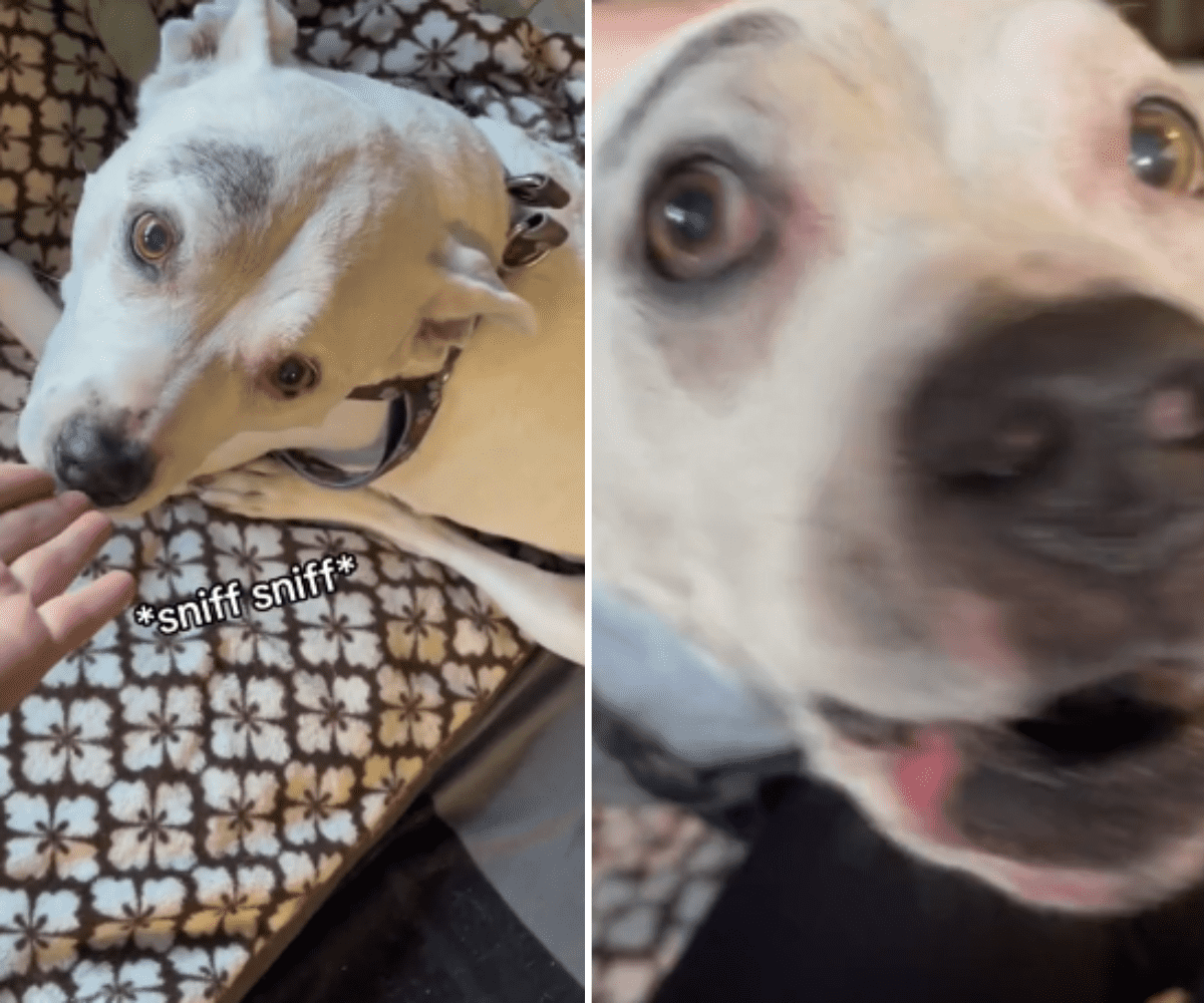 Tears as Blind and Deaf Dog Realizes Owner Is Home After Months Apart