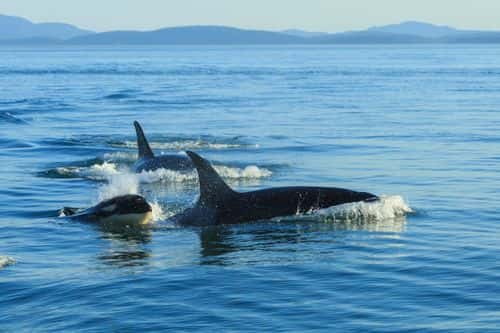 Surfacing orcas - stock photo - Getty Images | Stuart Westmorland
