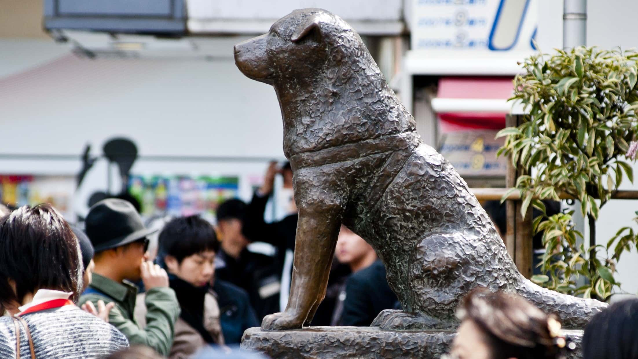 Image Source:  Hachiko Statue, a popular meeting place outside Shibuya Station, located in front of the Shibuya Station Hachiko exit, on March 13, 2013 in Tokyo, Japan. Tokyu Toyoko Line Shibuya Station will be relocated underground. (Photo by Keith Tsuji/Getty Images)